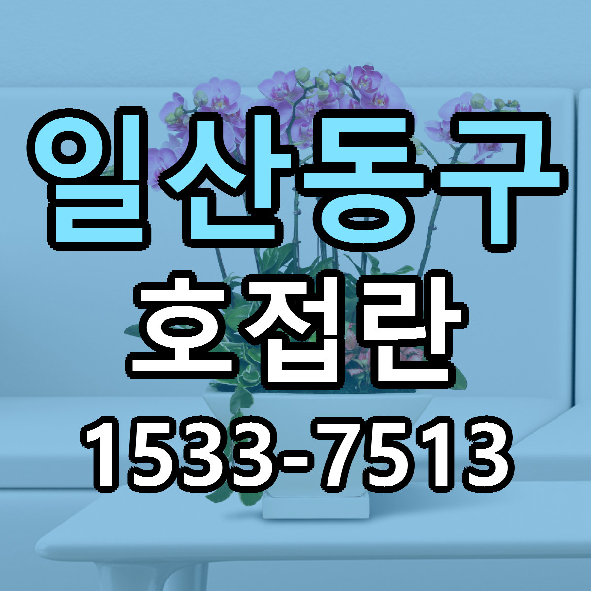 일산동구 호접란 저렴한곳 당일배송 근처꽃집 추천