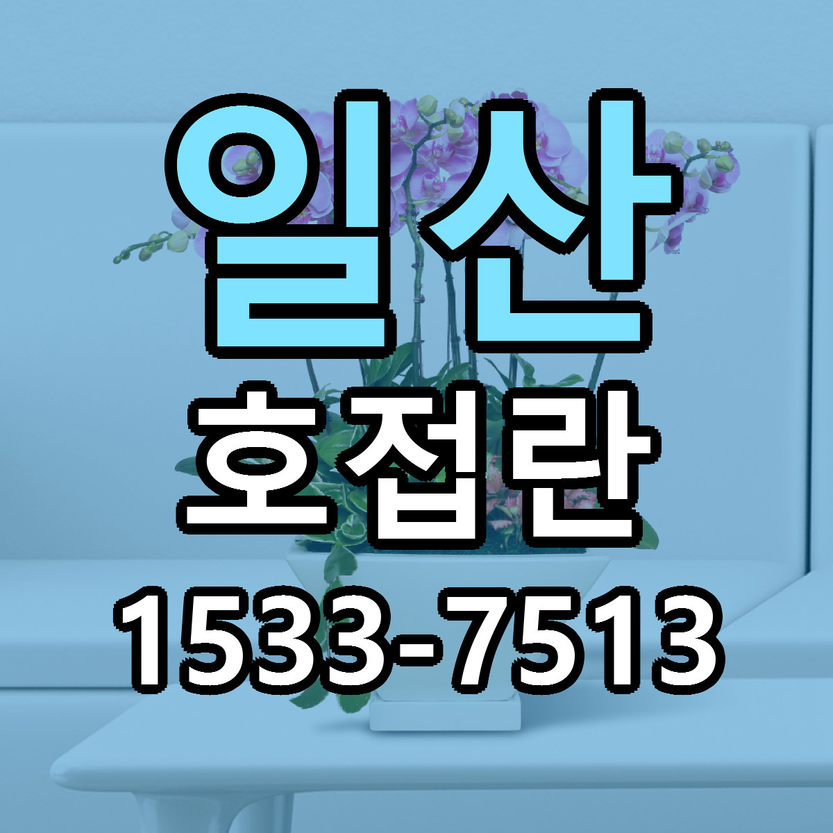 일산 호접란 근처꽃집 가격 저렴한곳 안내