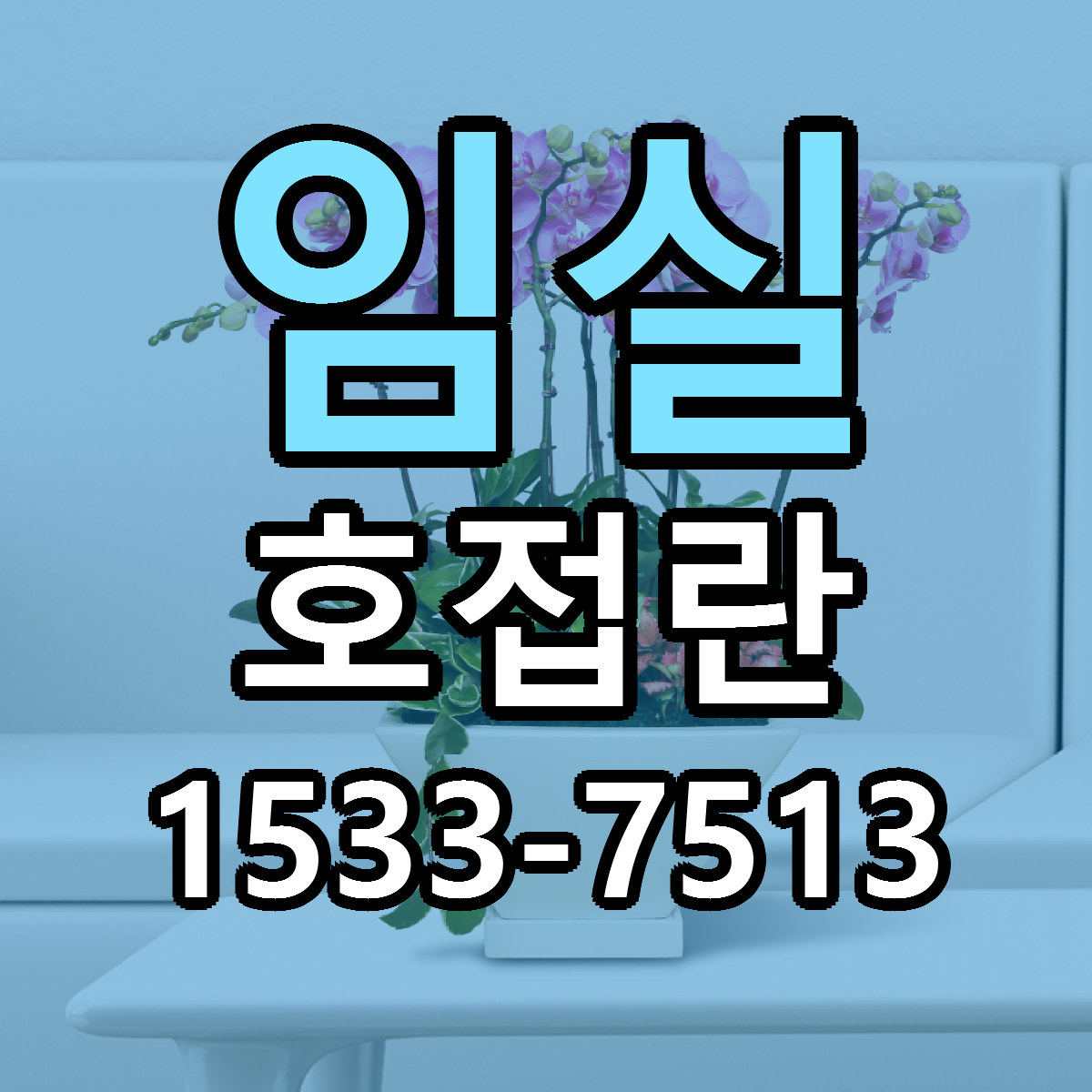 임실 호접란 리본문구 근처꽃집 저렴한곳 예약