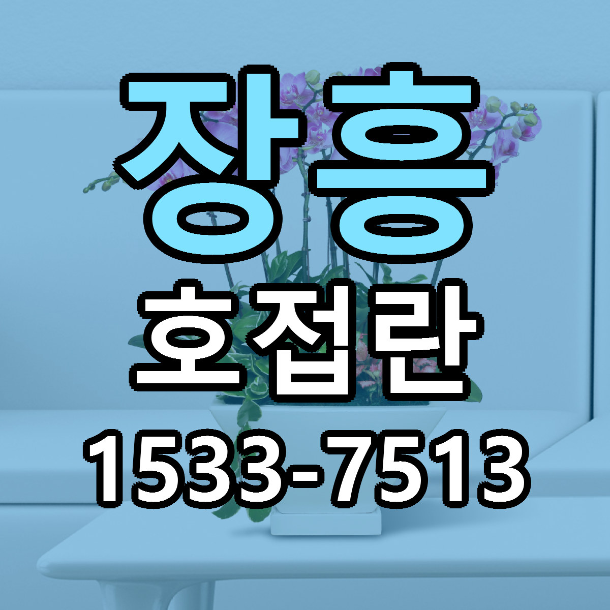 장흥 호접란 가격 만족 저렴한곳 리본문구 작성