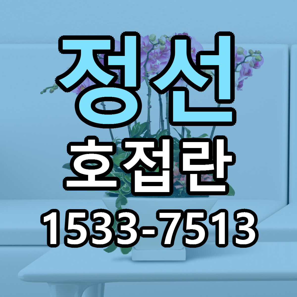 정선 호접란 근처꽃집 당일배송 가격 안내
