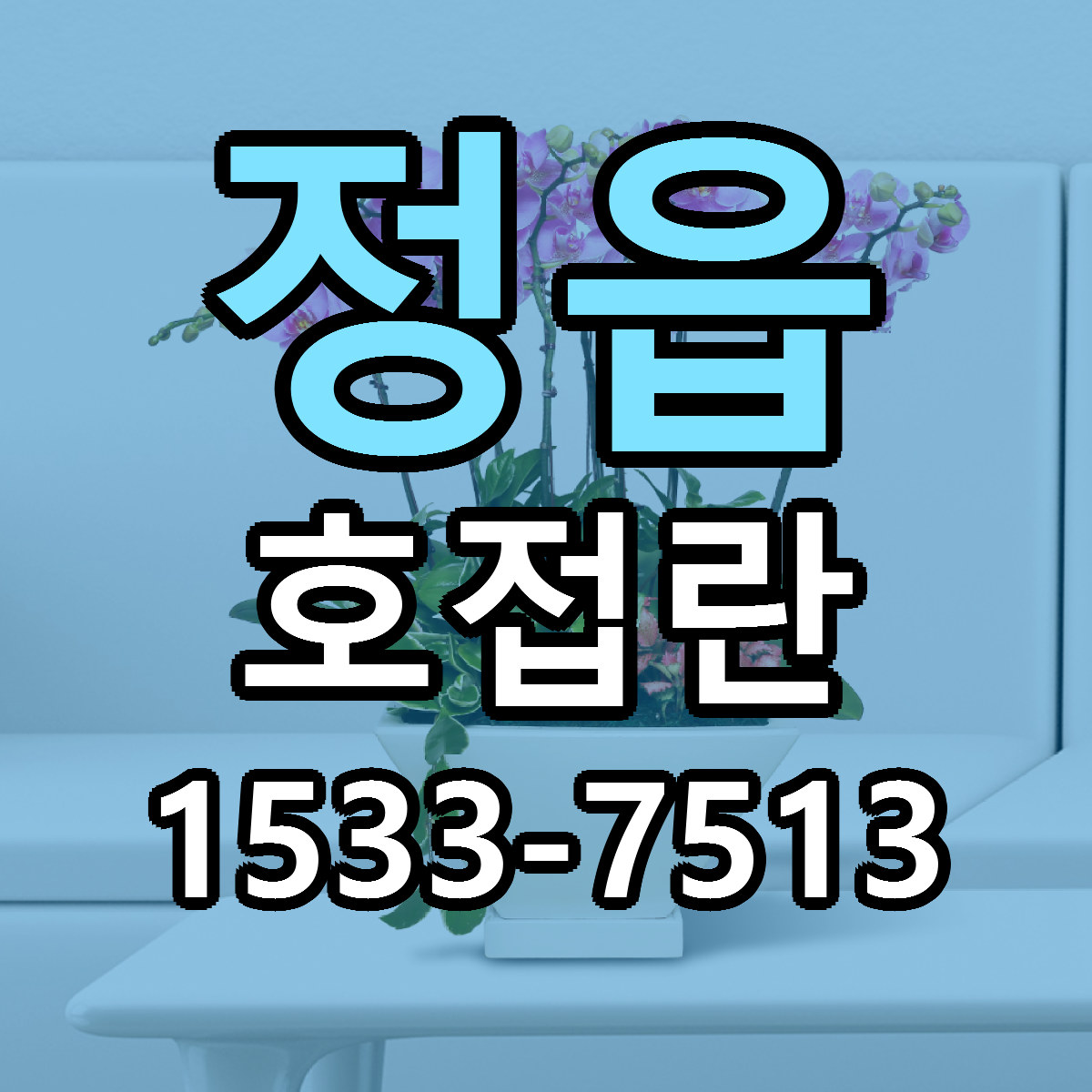 정읍 호접란 근처꽃집 싼곳 빠른배송 안내