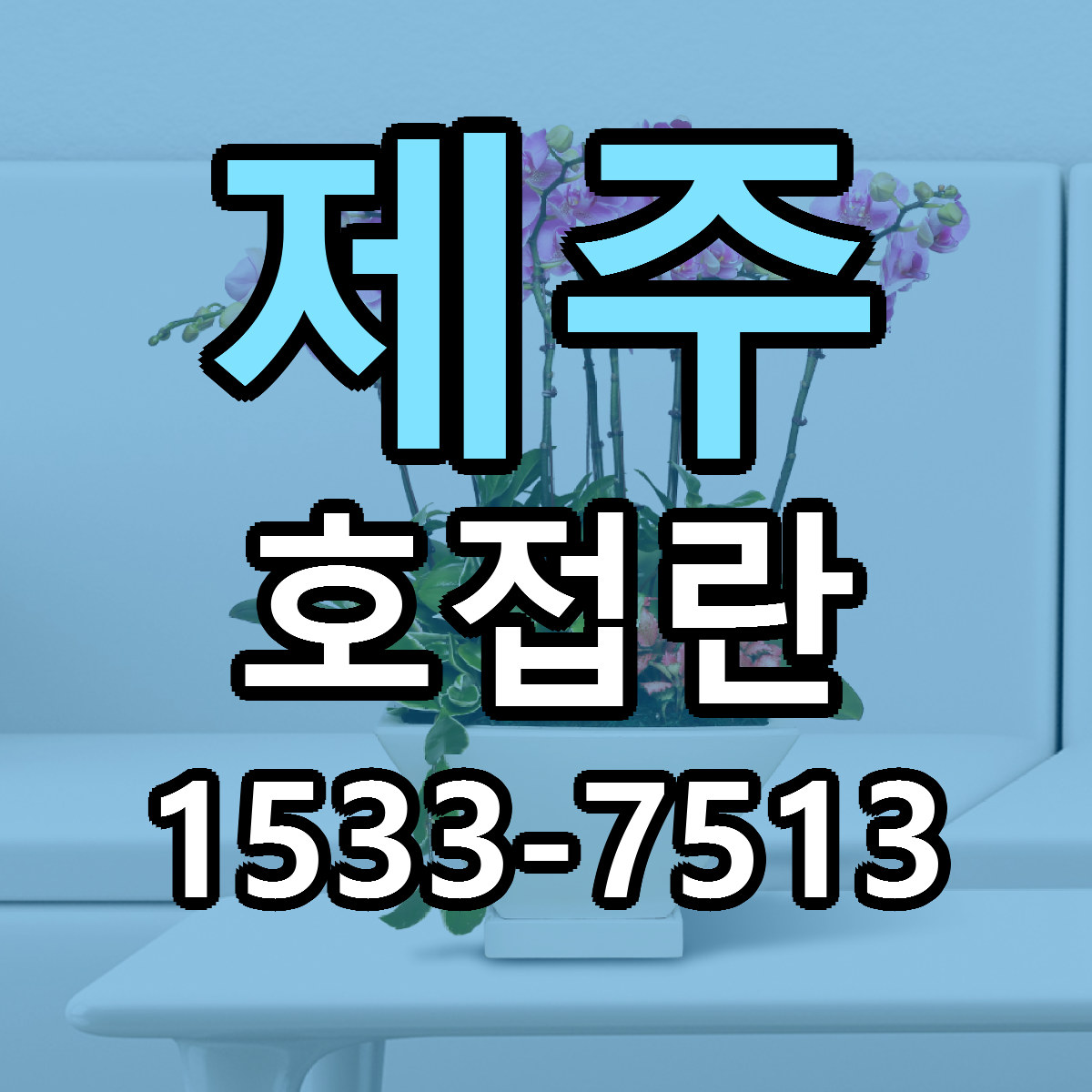 제주 호접란 가격 만족 저렴한곳 리본문구 작성