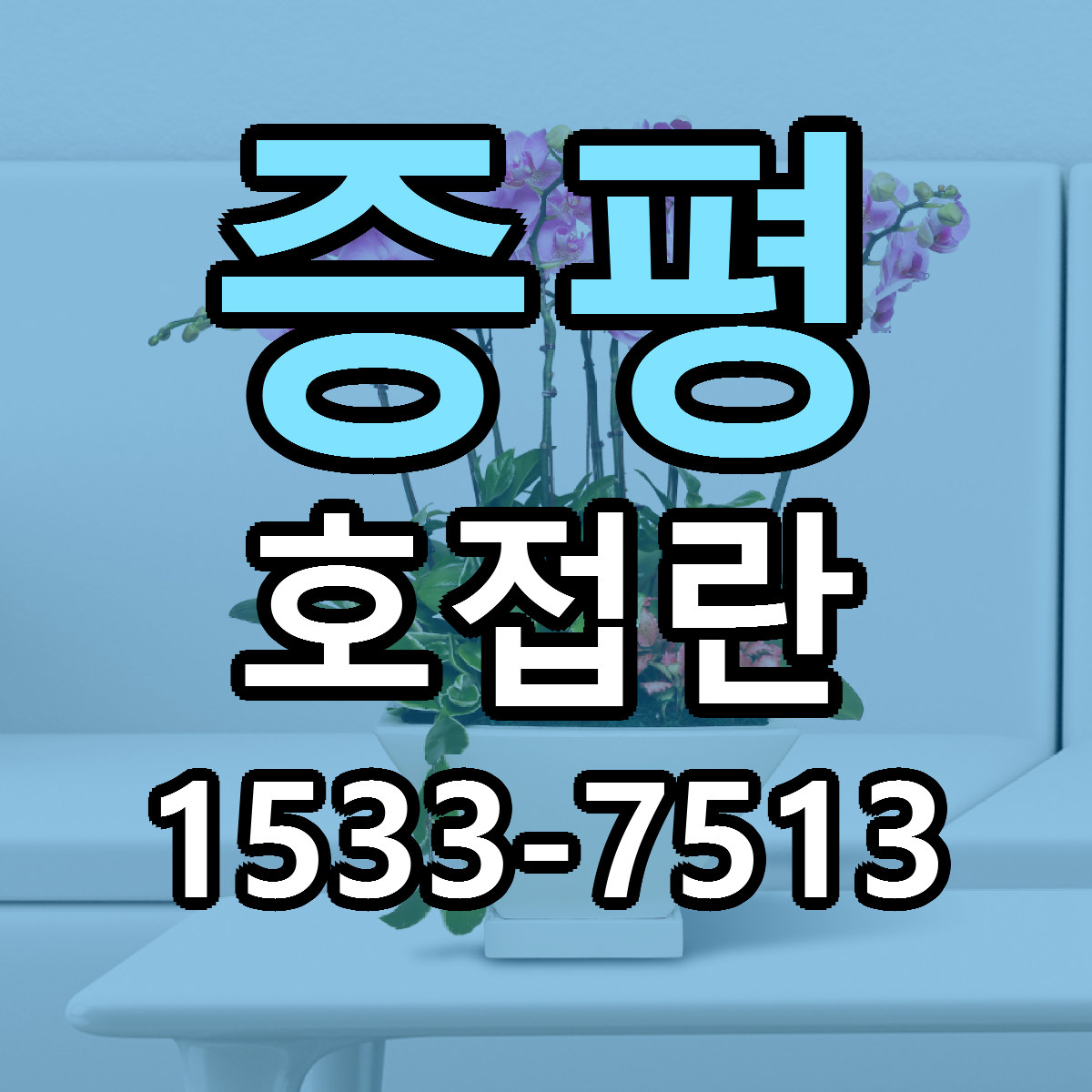 증평 호접란 가격 만족 저렴한곳 리본문구 작성