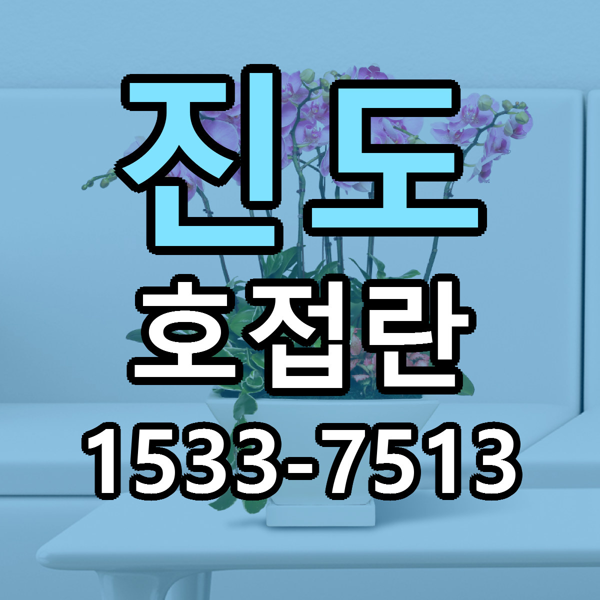 진도 호접란 빠른배송 리본문구 가격 알뜰 비교