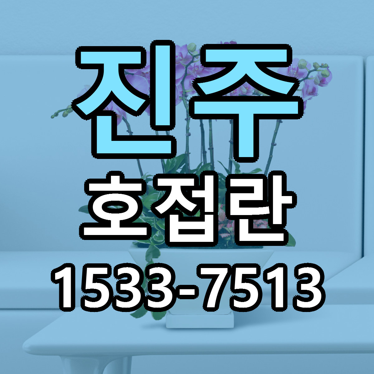 진주 호접란 빠른배송 근처꽃집 가격 비교