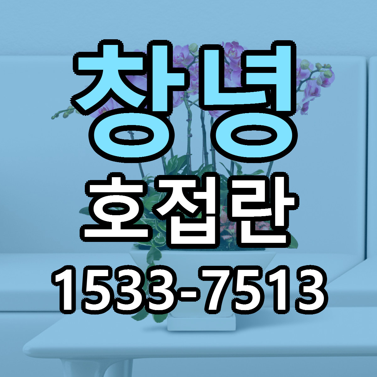 창녕 호접란 근처꽃집 싼곳 빠른배송 안내
