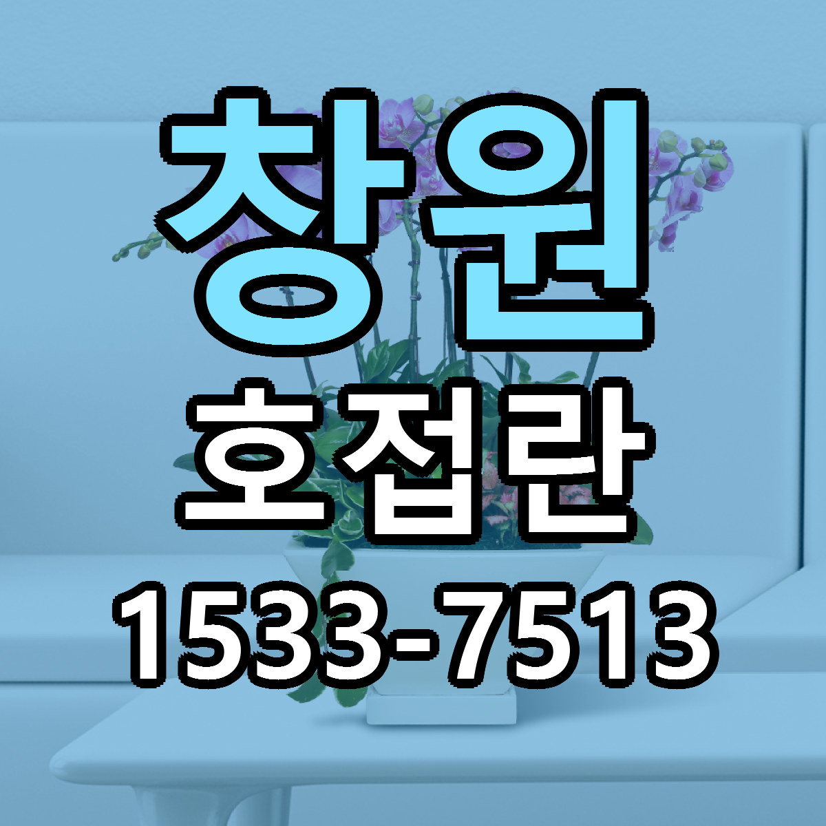 창원 호접란 근처꽃집 당일배송 가격 안내