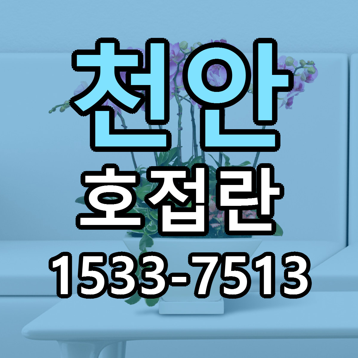 천안 호접란 빠른배송 싼곳 가격 문의