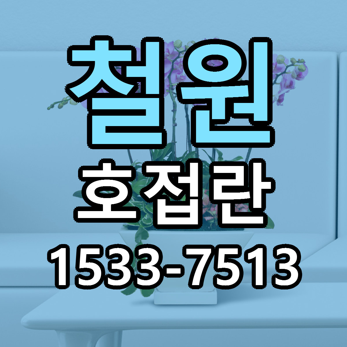 철원 호접란 가격 만족 저렴한곳 리본문구 작성