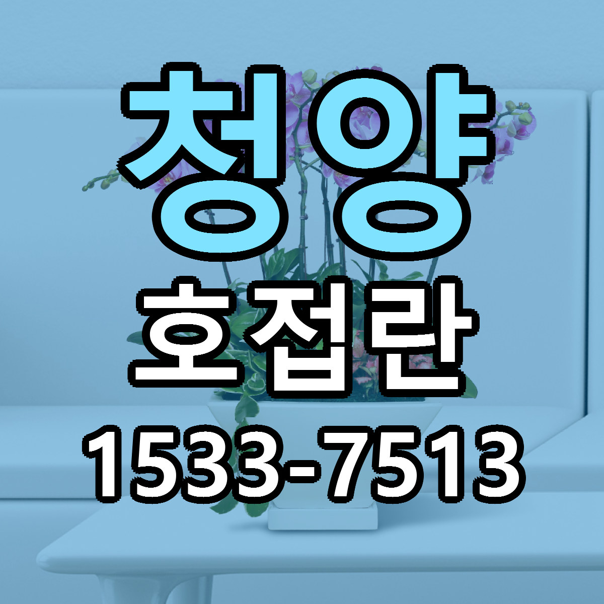 청양 호접란 빠른배송 싼곳 가격 문의
