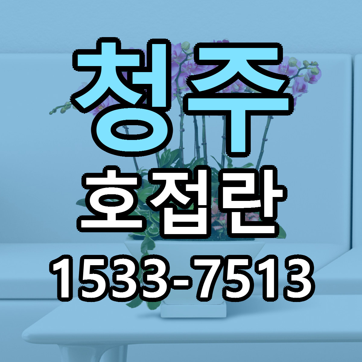 청주 호접란 당일배송 빠른배송 싼곳 찾기