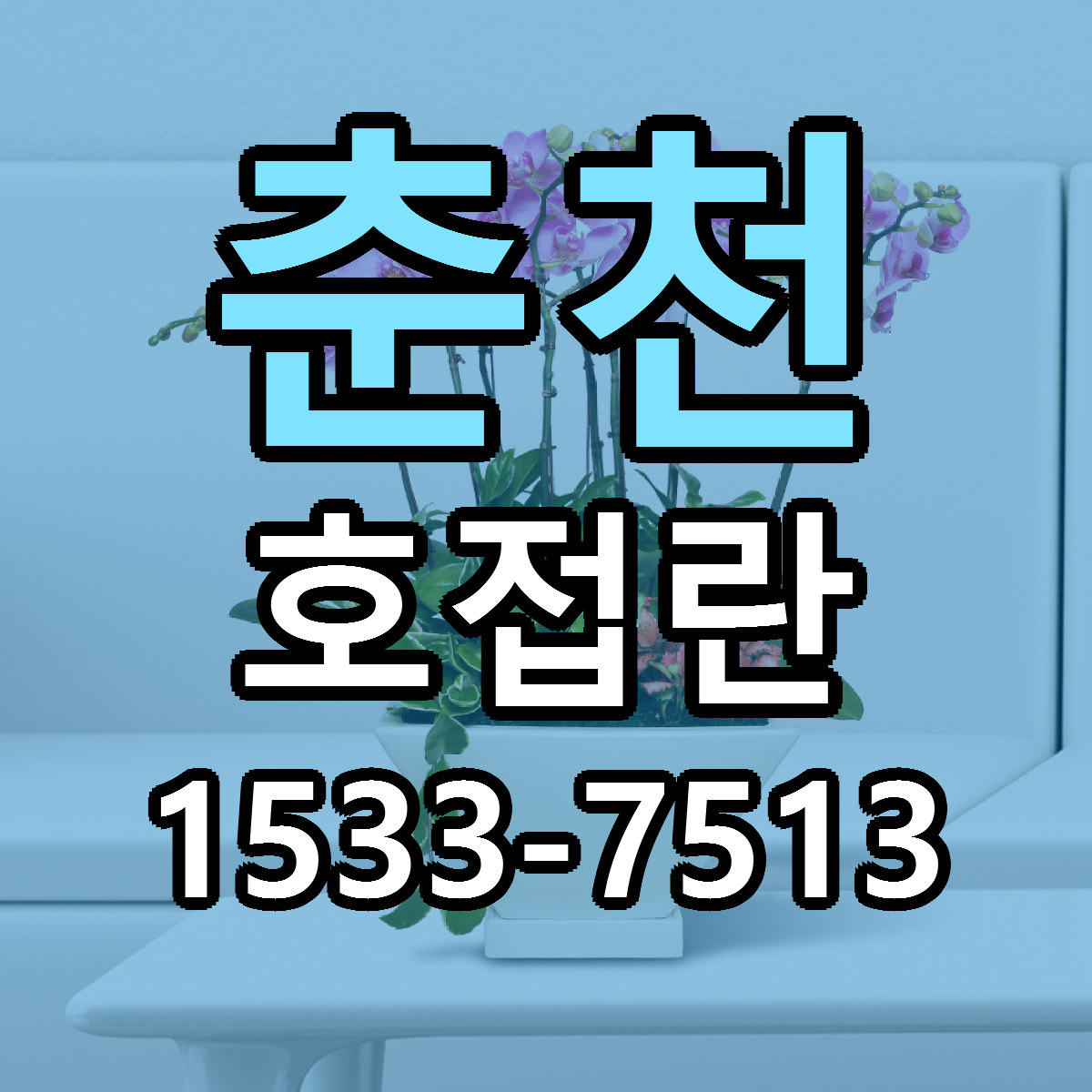 춘천 호접란 리본문구 싼곳 빠른배송 예약