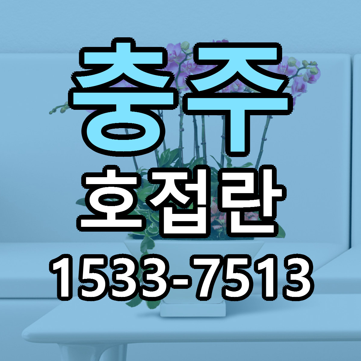 충주 호접란 저렴한곳 당일배송 가격 만족