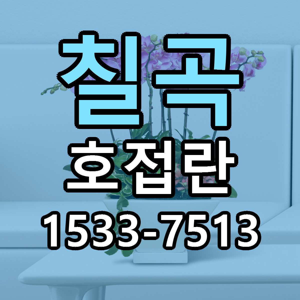 칠곡 호접란 당일배송 근처꽃집 싼곳 비교