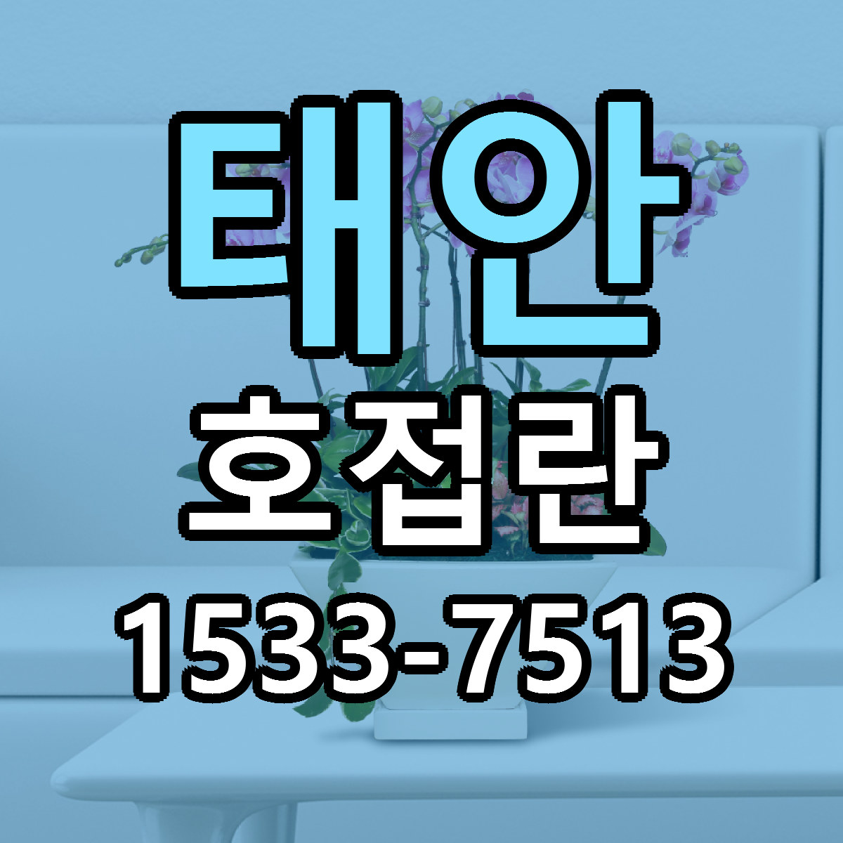태안 호접란 빠른배송 리본문구 가격 알뜰 비교