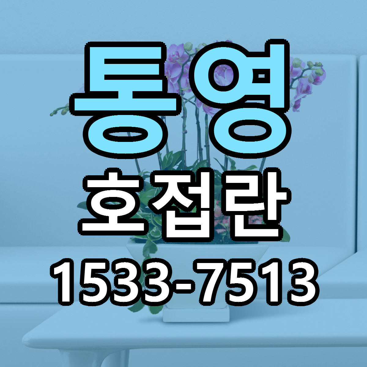 통영 호접란 빠른배송 리본문구 근처꽃집 예약
