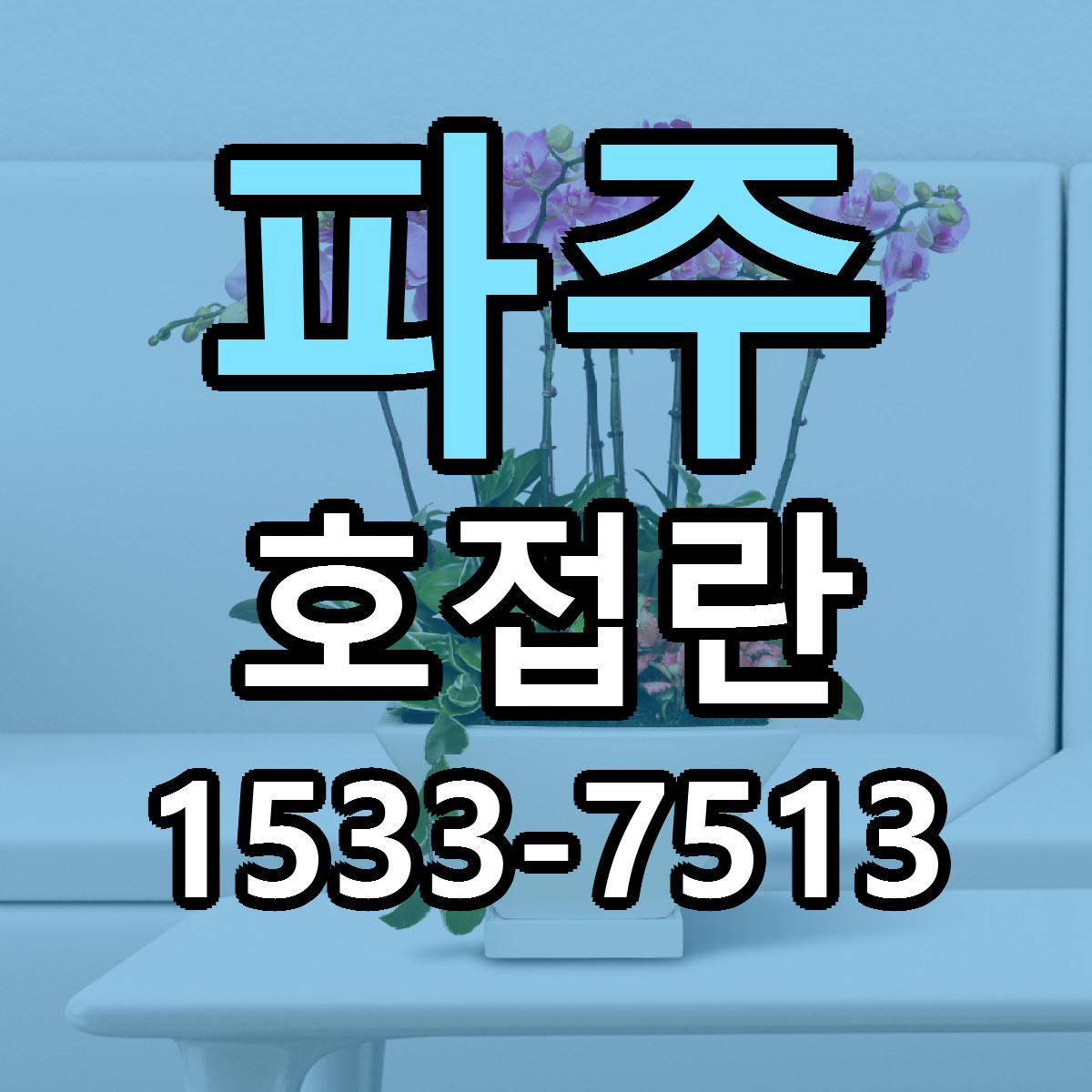 파주 호접란 싼곳 빠른배송 리본문구 무료