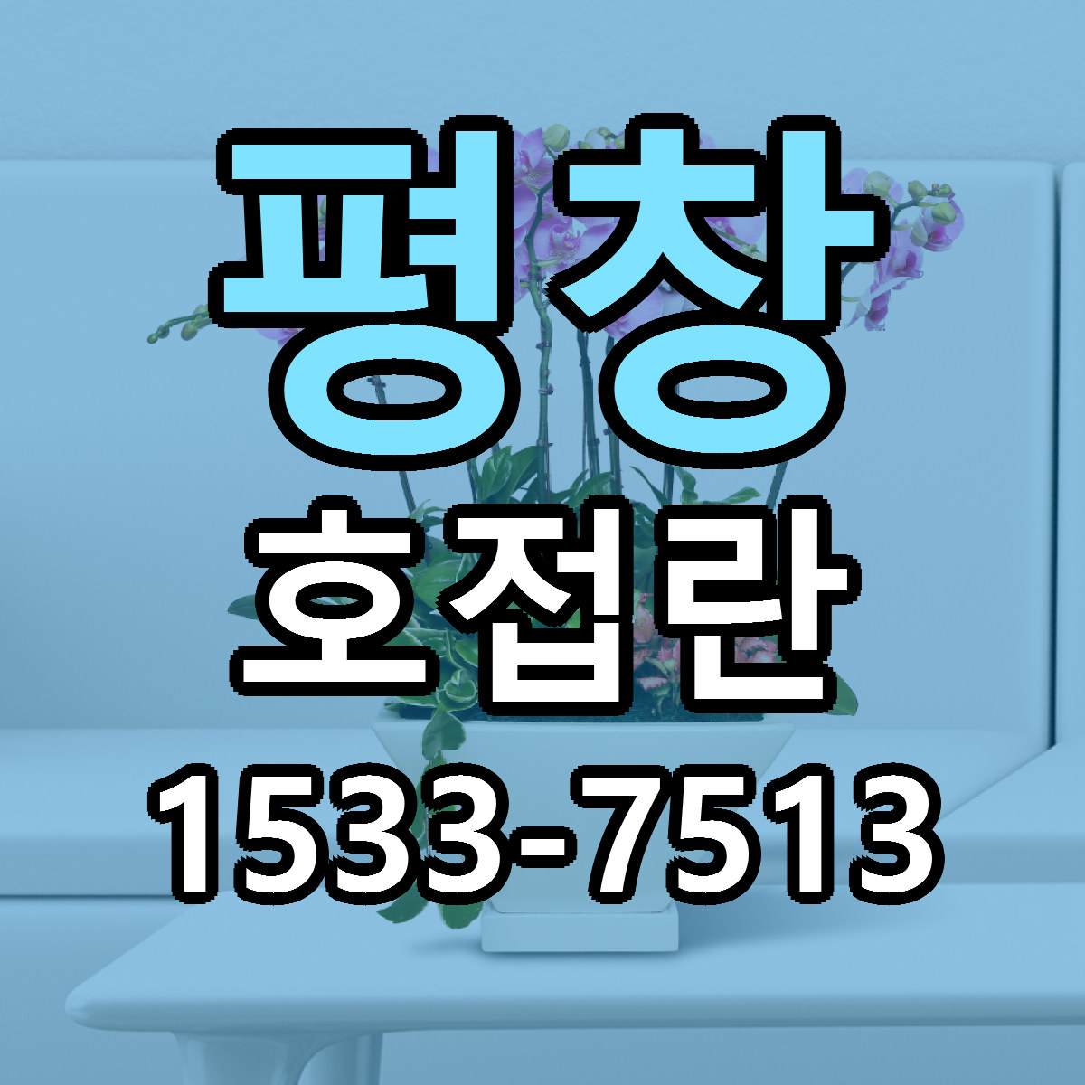 평창 호접란 근처꽃집 가격 저렴한곳 안내