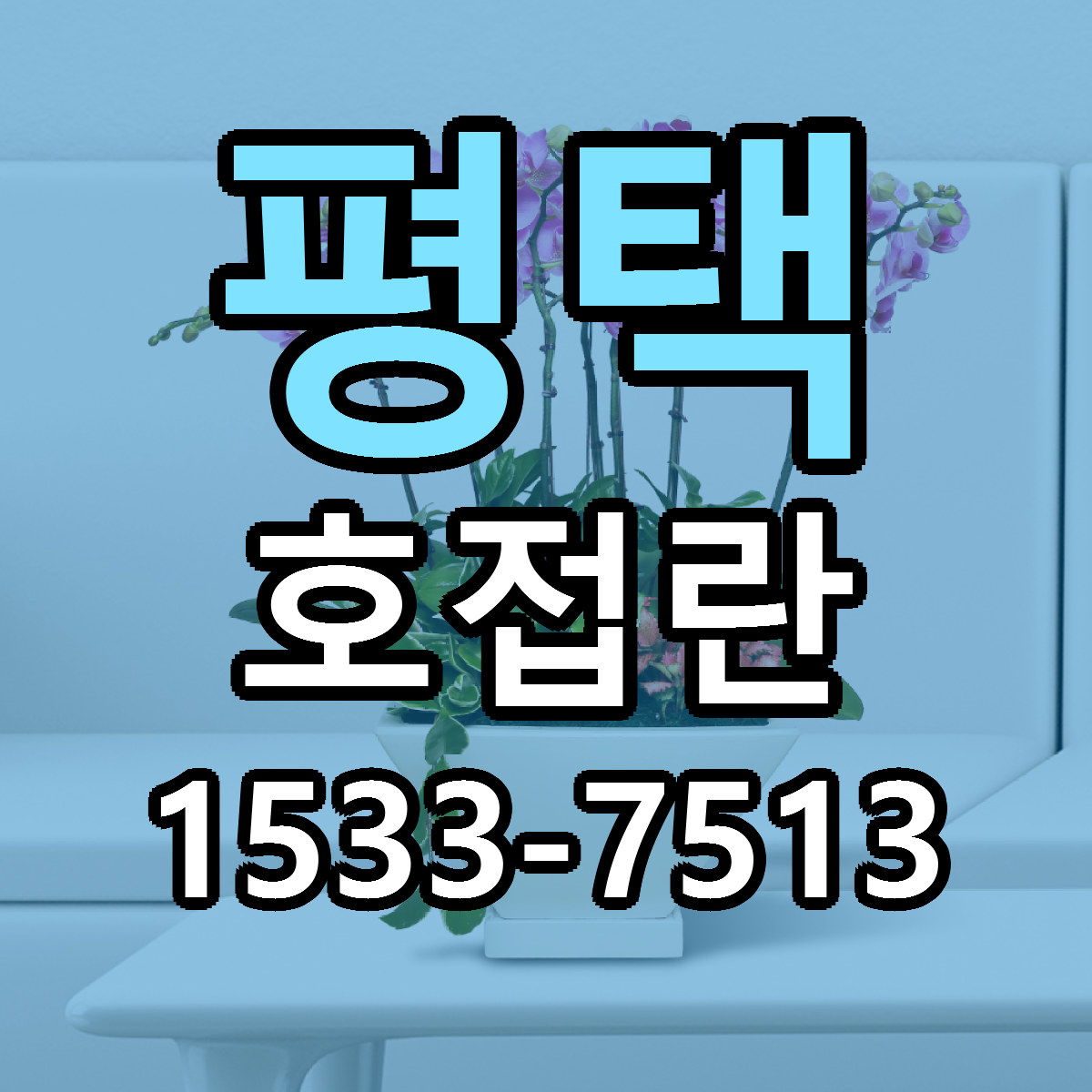 평택 호접란 싼곳 빠른배송 리본문구 무료