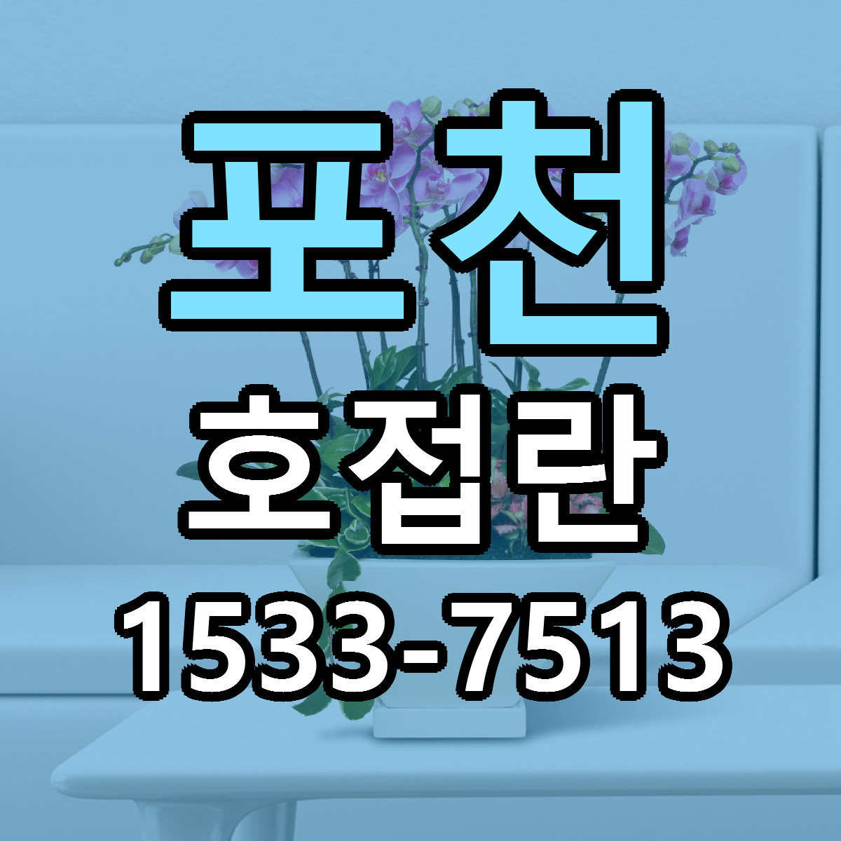 포천 호접란 근처꽃집 빠른배송 가격 문의