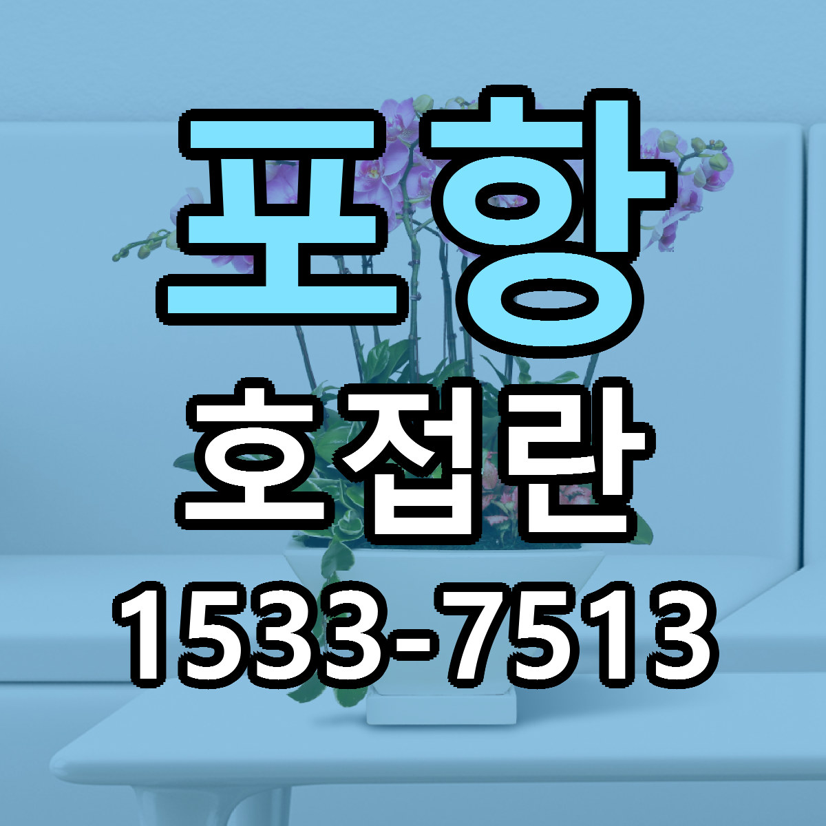 포항 호접란 당일배송 가격 저렴한곳 추천