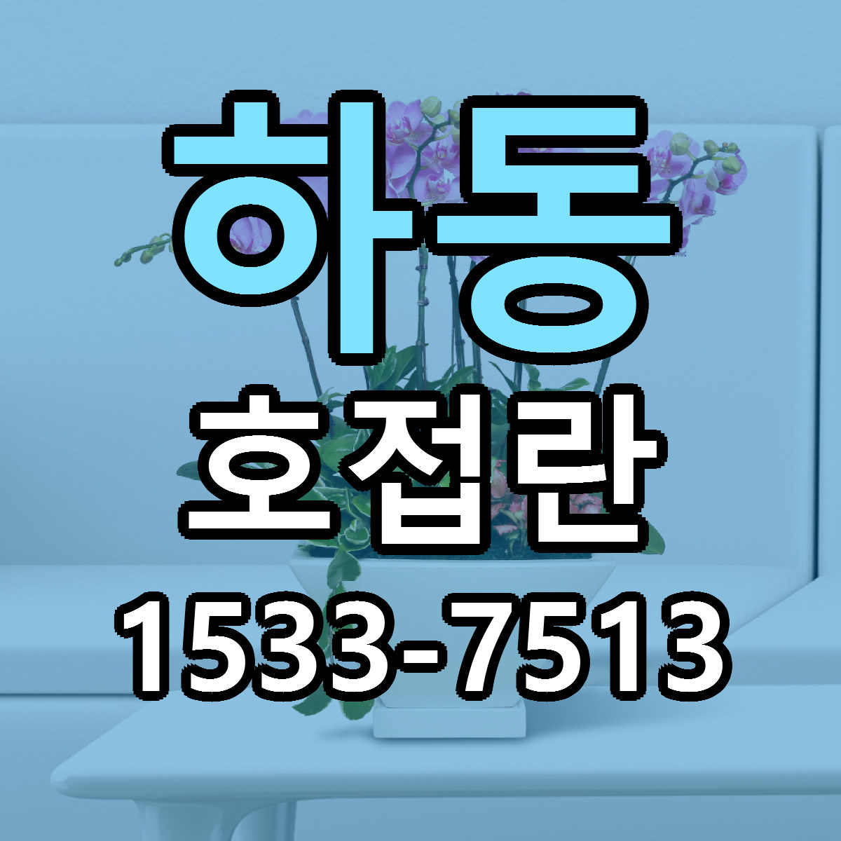 하동 호접란 근처꽃집 당일배송 싼곳 추천
