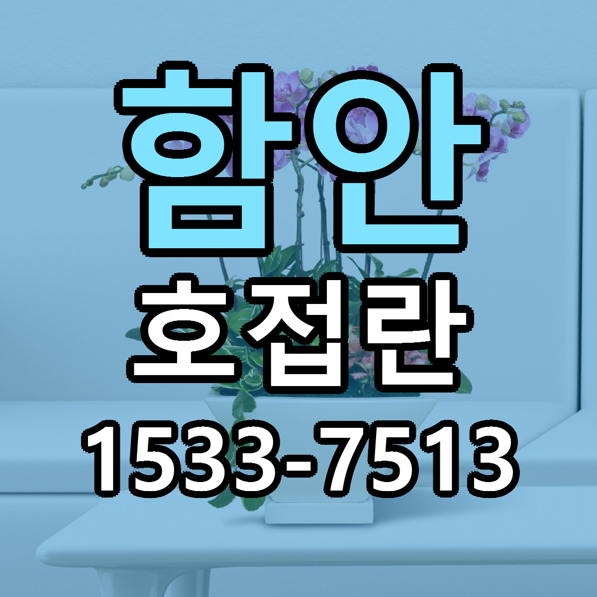 함안 호접란 싼곳 빠른배송 리본문구 무료