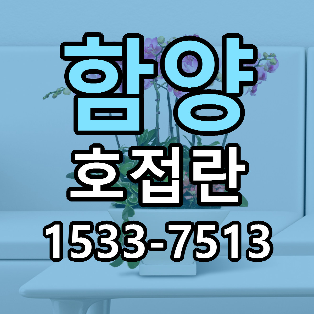 함양 호접란 저렴한곳 당일배송 근처꽃집 추천