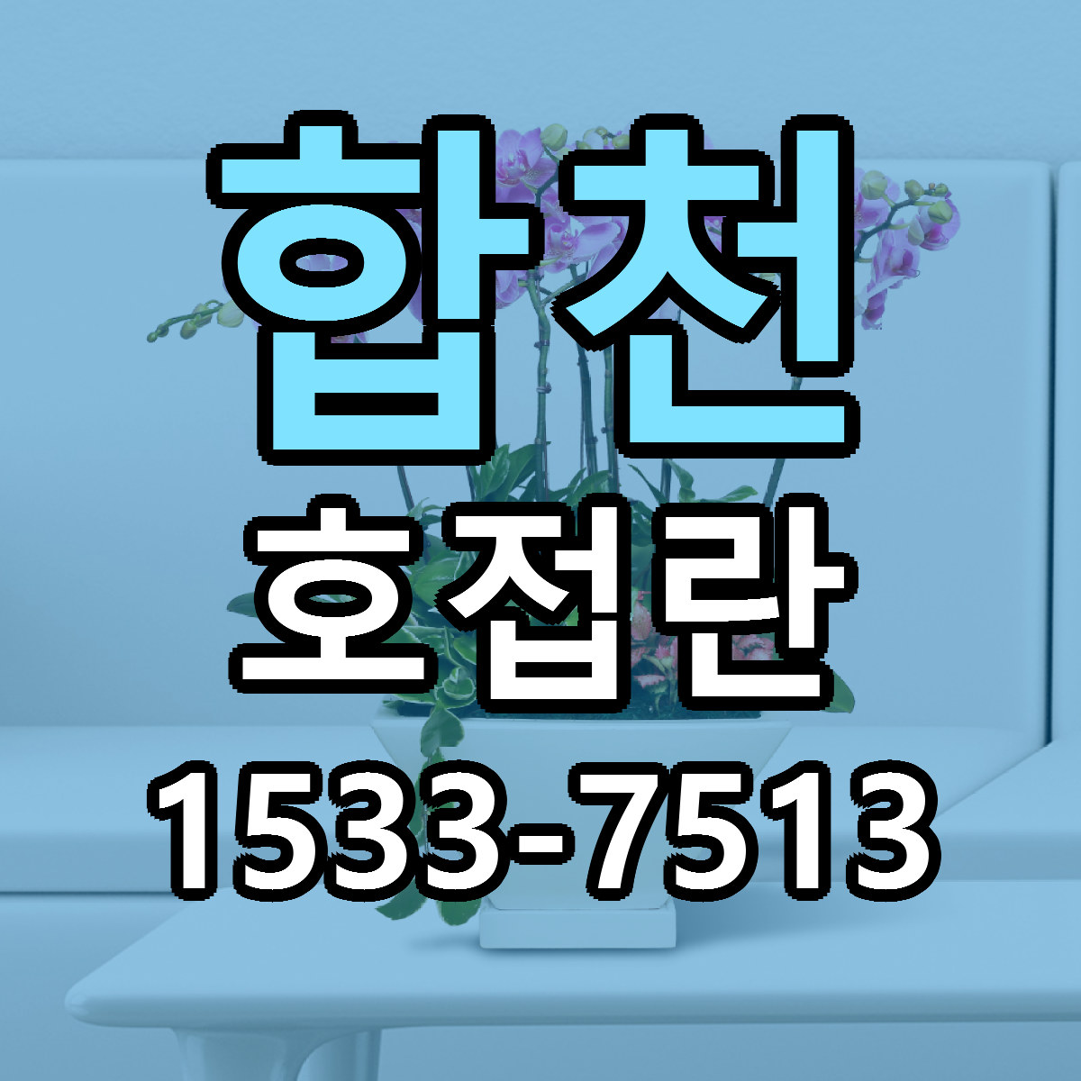 합천 호접란 싼곳 당일배송 빠른배송 추천