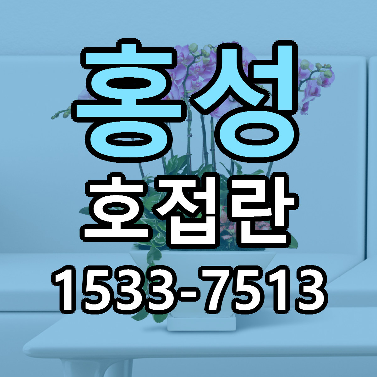 홍성 호접란 빠른배송 리본문구 가격 알뜰 비교