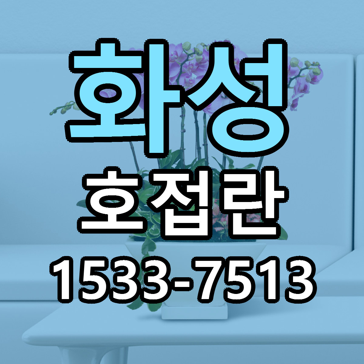 화성 호접란 근처꽃집 당일배송 리본문구 서비스