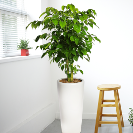 녹보수 (총높이 약105cm)