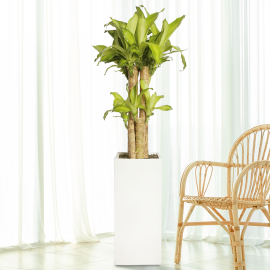 행운목 사각 (총높이 약120cm)