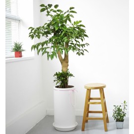 해피트리 (총높이 약140cm)